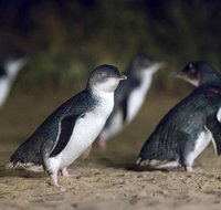 Phillip Island Express Tour - Attractions Melbourne