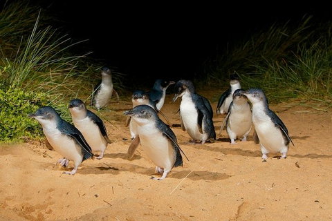 Phillip Island Express Tour - Attractions Melbourne 4