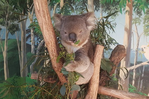 Phillip Island Private Tour - Attractions Melbourne 3