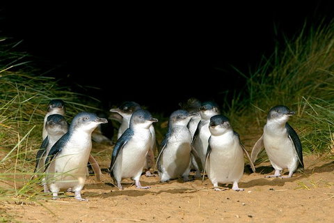 Phillip Island Private Tour - Attractions Melbourne 2