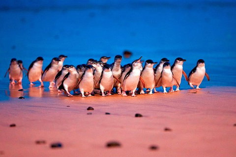 Experience Phillip Island From Inches - Attractions Melbourne 2
