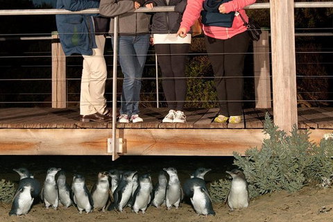 Experience Phillip Island From Inches - Attractions Melbourne 3