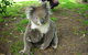 2-Day Private Great Ocean Road Tour - thumb 4
