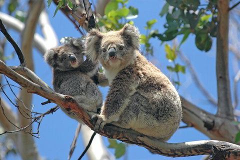 LGBT+ Friendly Full Day Phillip Island Private Tour - Attractions Melbourne 1