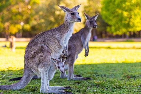 LGBT+ Friendly Full Day Phillip Island Private Tour - Attractions Melbourne 2