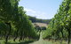 Private Winery Tour - thumb 0