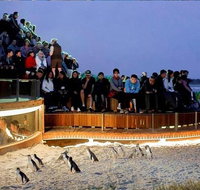 Phillip Island Tours Up to 11 Persons - Attractions Melbourne
