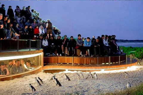 Phillip Island Tours (Up To 11 Persons) - Attractions Melbourne 0