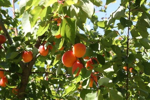 Melbourne Private Fruit Picking Tours (Up To 3 Persons) - Attractions Melbourne 0
