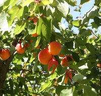 Melbourne Private Fruit Picking Tours Up to 11 Persons - Attractions Melbourne