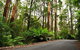 Great Ocean Road Private Tours (Up To 3 Persons) - thumb 2