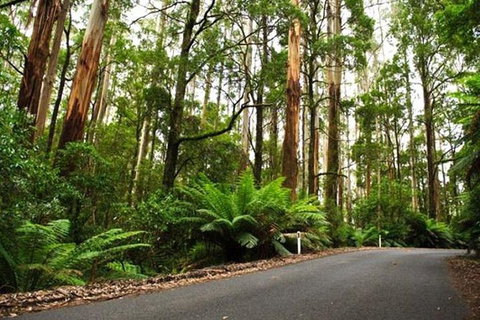 Great Ocean Road Private Tours (Up To 3 Persons) - Attractions Melbourne 2