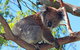 Great Ocean Road Private Tours (Up To 3 Persons) - thumb 1