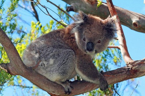 Great Ocean Road Private Tours (Up To 3 Persons) - Attractions Melbourne 1