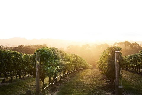 Yarra Valley Experience - Attractions Melbourne 2