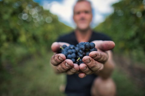 Feathertop Winery: Behind The Wines And Vines - Attractions Melbourne 0