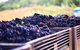 Feathertop Winery: Behind The Wines And Vines - thumb 3