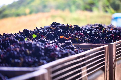 Feathertop Winery: Behind The Wines And Vines - Attractions Melbourne 3