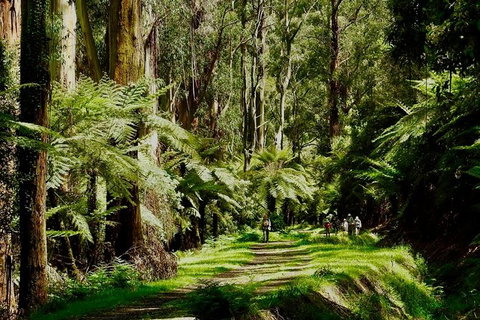 Aqueduct And Rail Trail Self-Guided Bike Tour In Warburton - Attractions Melbourne 1