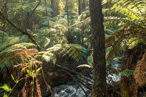 Hiking Tour To Aqueduct And Warburton Valley Lookout - Attractions Melbourne 3