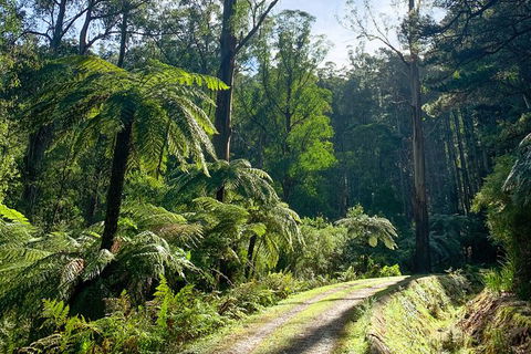 Hiking Tour To Aqueduct And Warburton Valley Lookout - Attractions Melbourne 1