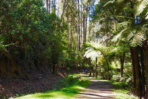 Half-Day Biking Activity From Aqueduct To California Redwoods - Attractions Melbourne 2