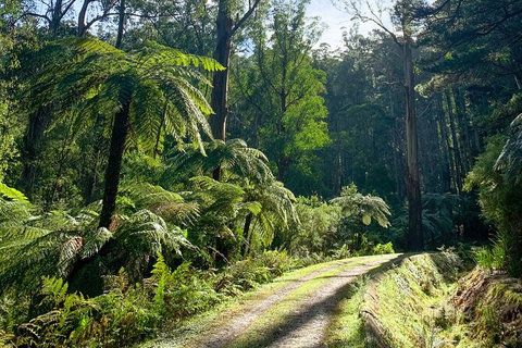 Half-Day Biking Activity From Aqueduct To California Redwoods - Attractions Melbourne 1