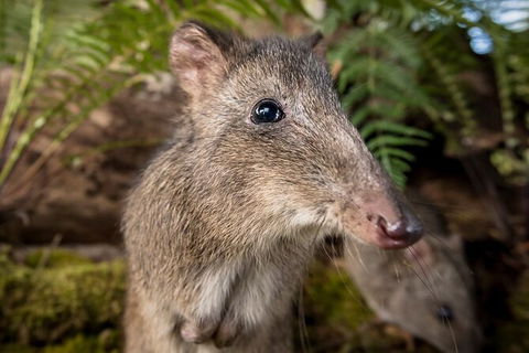 Walk With Wildlife: Guided Tour In Great Ocean Road - Attractions Melbourne 1