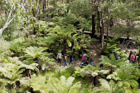 Walk With Wildlife: Guided Tour In Great Ocean Road - Attractions Melbourne 6