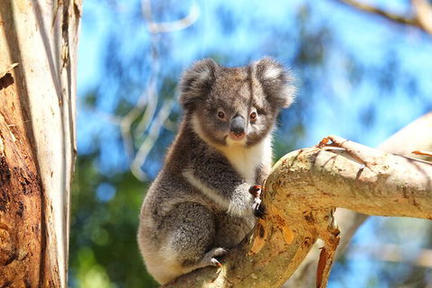 Walk With Wildlife: Guided Tour In Great Ocean Road - Attractions Melbourne 2