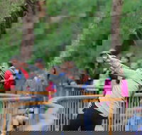 Walk with Wildlife Guided Tour in Great Ocean Road - Attractions Melbourne