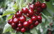 Fruits Picking Tour From Melbourne - thumb 0