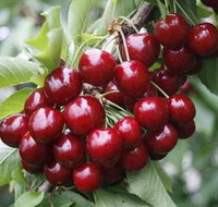 Fruits picking tour from Melbourne - Attractions Melbourne