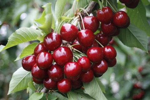 Fruits Picking Tour From Melbourne - Attractions Melbourne 0