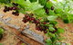 Fruits Picking Tour From Melbourne - thumb 1