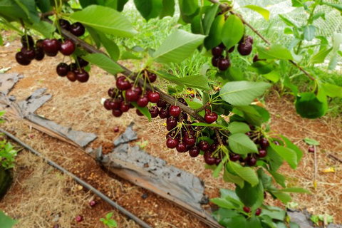 Fruits Picking Tour From Melbourne - Attractions Melbourne 1