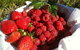 Fruits Picking Tour From Melbourne - thumb 3
