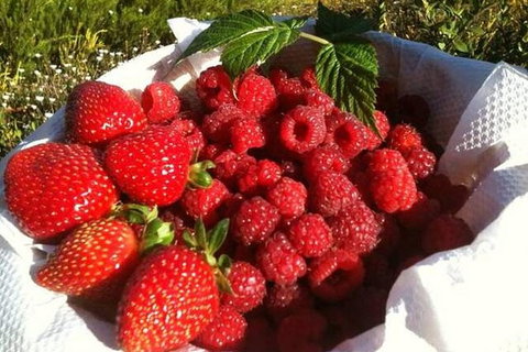 Fruits Picking Tour From Melbourne - Attractions Melbourne 3