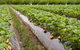 Fruits Picking Tour From Melbourne - thumb 2