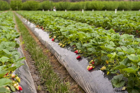 Fruits Picking Tour From Melbourne - Attractions Melbourne 2