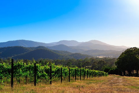 Pizzini Wines: Pop & Fizz - Attractions Melbourne 4