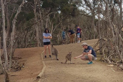 Phillip Island Penguin And Wildlife Tour - Attractions Melbourne 34