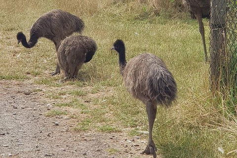 Phillip Island Penguin And Wildlife Tour - Attractions Melbourne 32