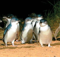 Phillip Island Penguin and wildlife Tour - Attractions Melbourne