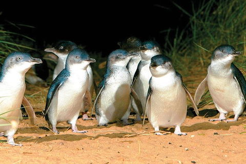Phillip Island Penguin And Wildlife Tour - Attractions Melbourne 0
