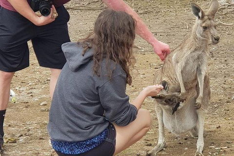 Phillip Island Penguin And Wildlife Tour - Attractions Melbourne 12
