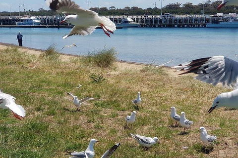 Phillip Island Penguin And Wildlife Tour - Attractions Melbourne 1