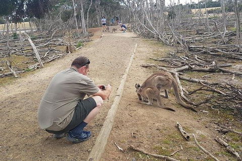 Phillip Island Penguin And Wildlife Tour - Attractions Melbourne 30