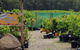 Yarra Valley Wineries And Rayners Orchard Tour From Melbourne - thumb 0