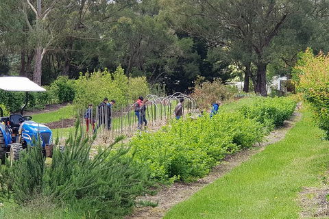 Yarra Valley Wineries And Rayners Orchard Tour From Melbourne - Attractions Melbourne 3